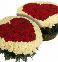 1001 roses 